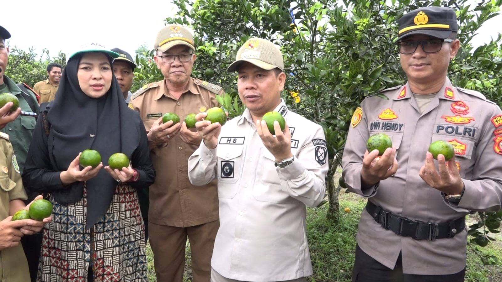 BUPATI SATONO PANEN PERDANA JERUK TEKNIK MORAGA MILIK KADES MERPATI KECAMATAN TANGARAN