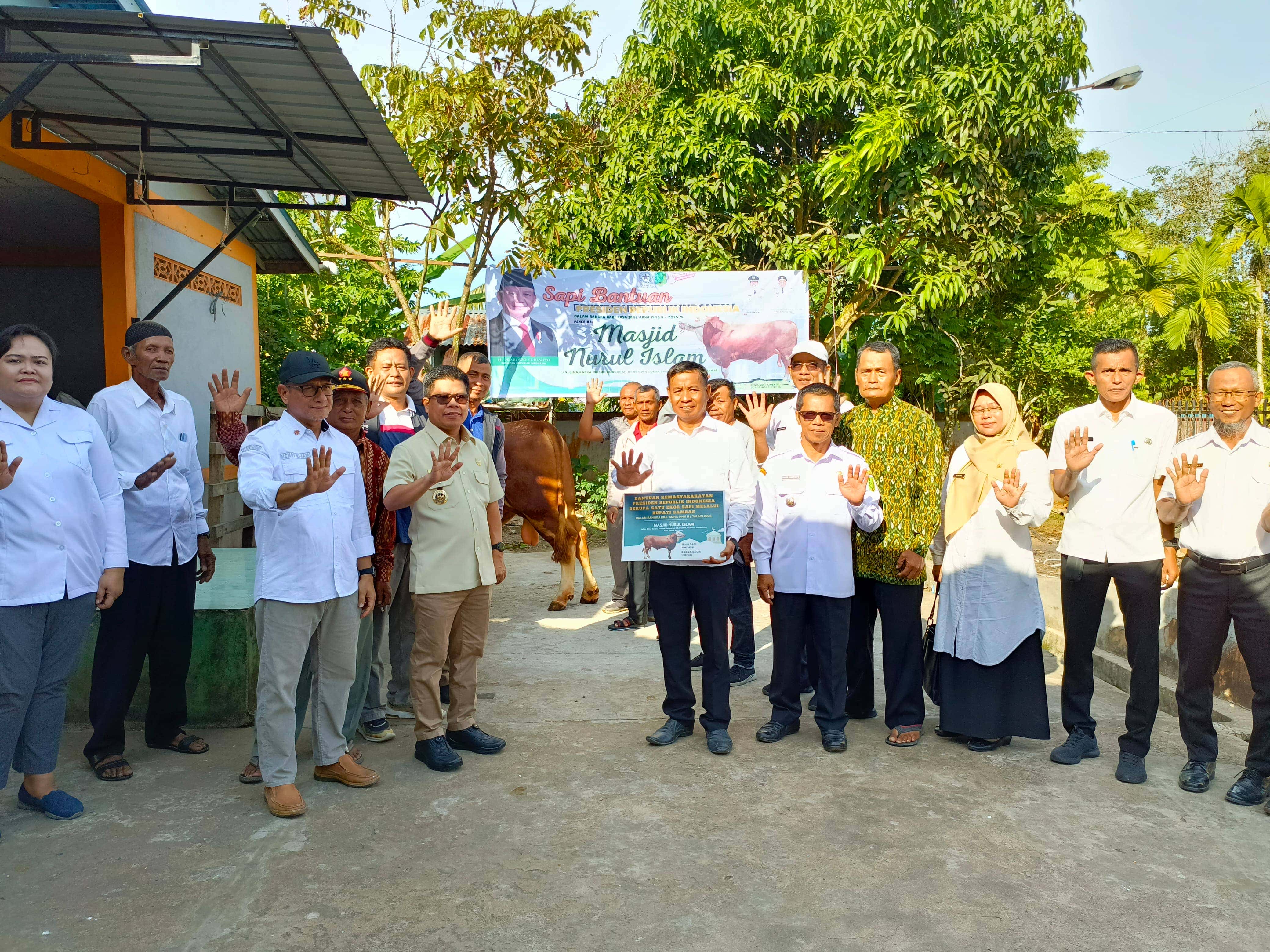 Jelang Idul Adha, Sambas Terima Bantuan Sapi Simental 1 Ton Dari Presiden
