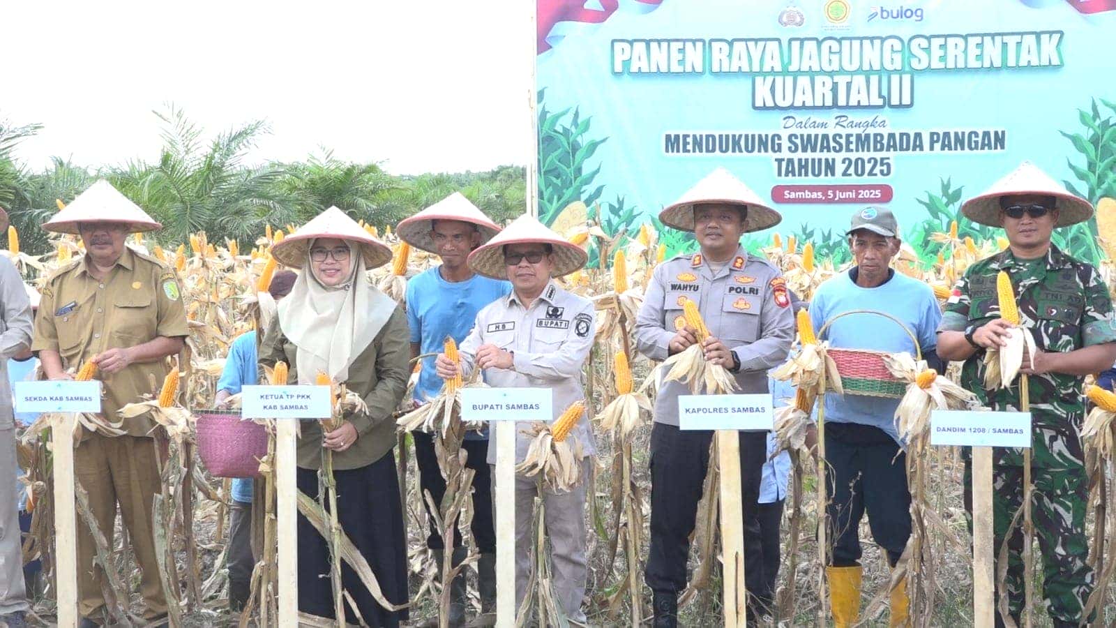 Bupati Sambas H. Satono, S. Sos. I. MH Melaksanakan Panen Raya Jagung Serentak Kuartal II Dalam Rangka Swasembada Pangan