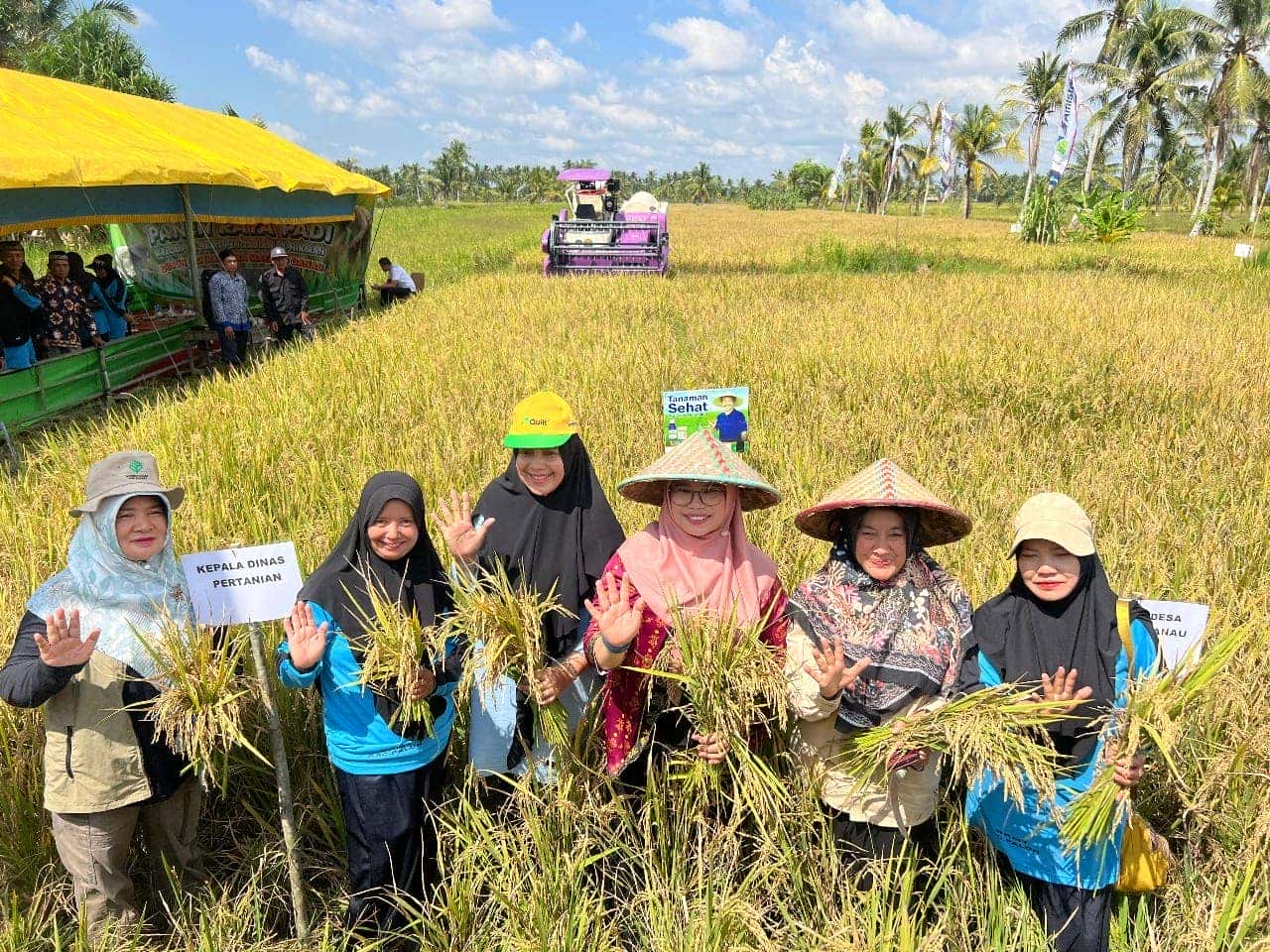 YUNISA BERHARAP PANEN RAYA DEMPLOT PADI BKMT MATANG DANAU JADI ROLE MODEL BAGI DESA LAIN