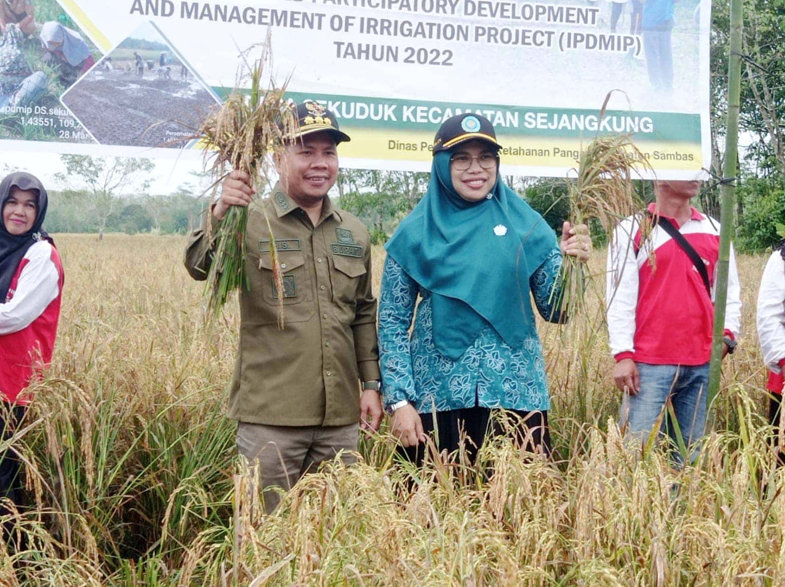 BUPATI SATONO PANEN RAYA PADI UNGGULAN DESA SEKUDUK,HARAPKAN SEKOLAH LAPANGAN PETANI,TINGKATKAN PRODUKSI PERTANIAN