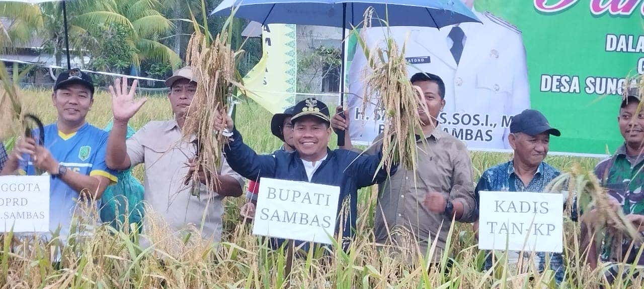 Ditengah Guyuran Hujan, Bupati Satono Panen Padi Varietas Inpari 32 bersama Masyarakat Desa Sungai Serabek